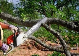 How Our Tree Care Process Works  in  Montague, MI