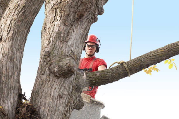 Trusted Montague, MI Tree Removal Services Experts